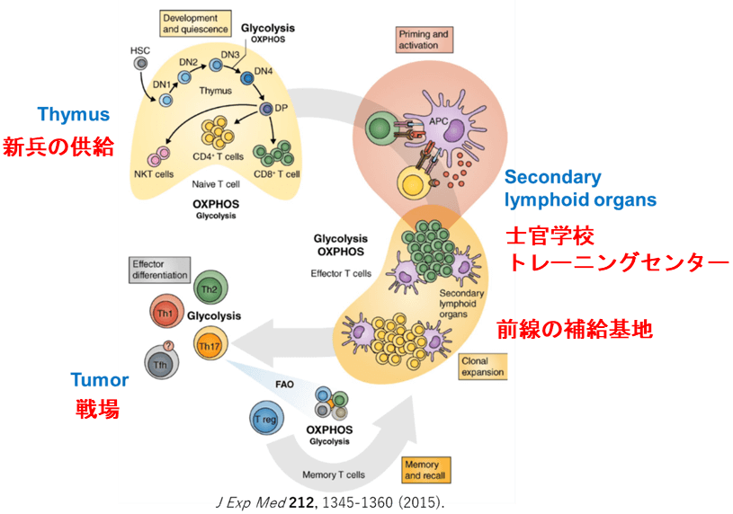 Cancer Immunity Cycleのプログラム